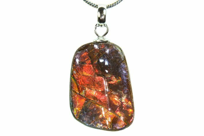 Brilliant Ammolite Pendant (Necklace) - Alberta, Canada #296090